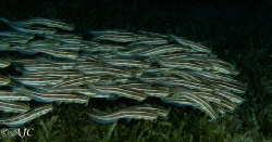 Schooling eel catfish
Dahab, Egypt
CAnon G7X MkII, 2 x ... by Alexandra Caine 
